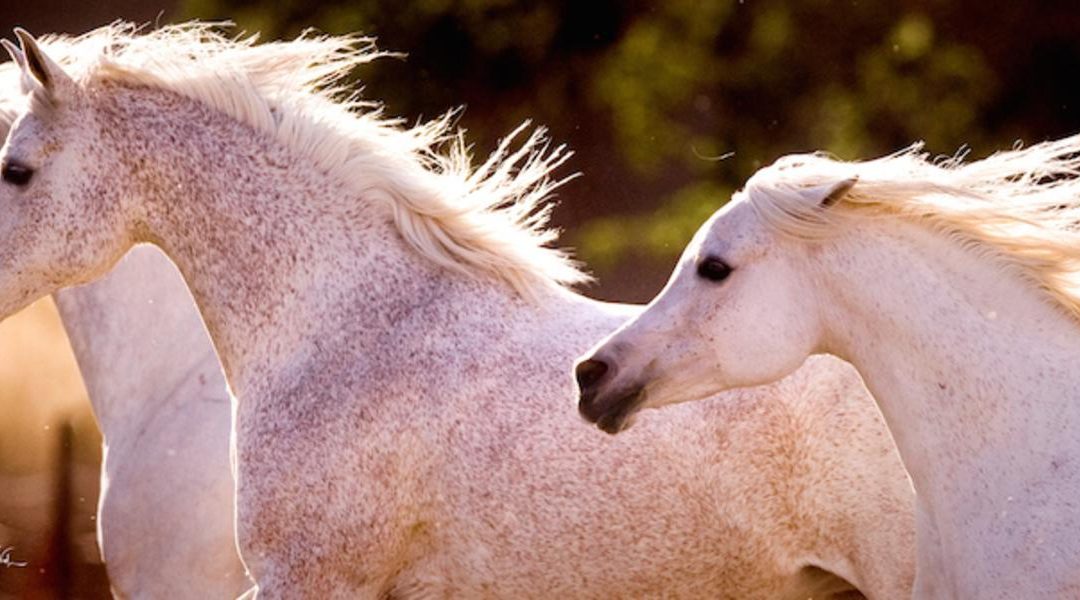 Il cavallo arabo nato per insegnare al vento la velocità