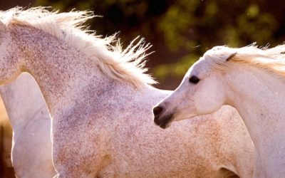 Il cavallo arabo nato per insegnare al vento la velocità